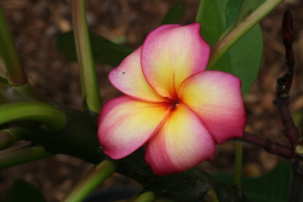 Banana Berry plumeria photo