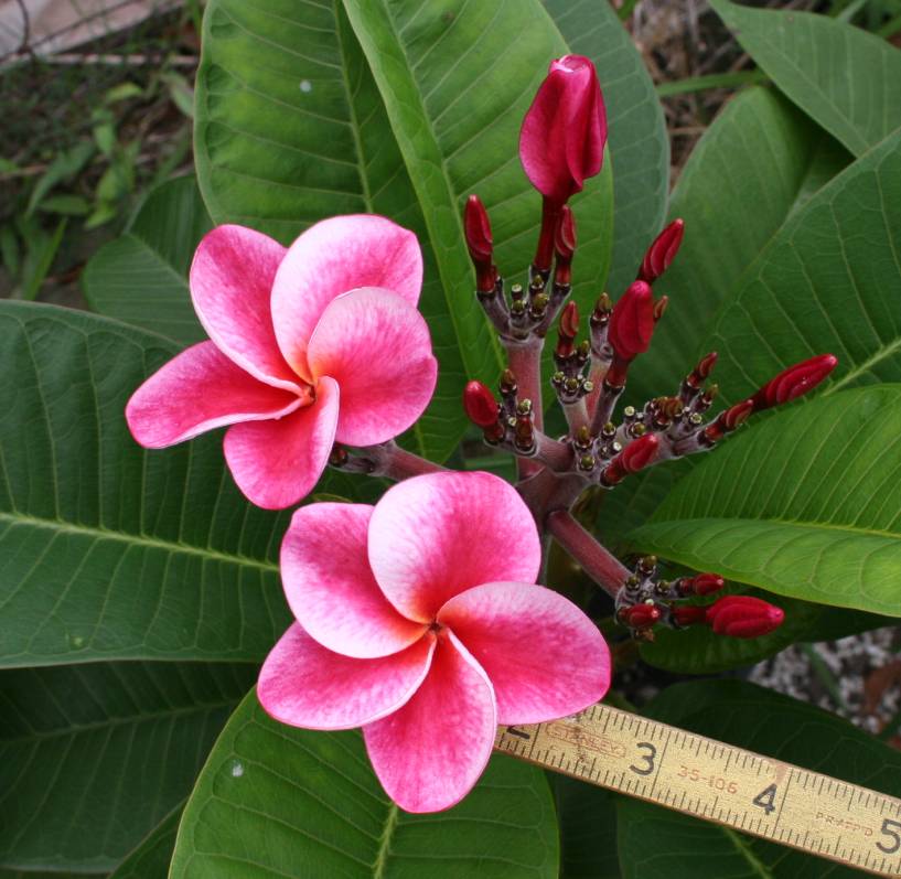 Elsie plumeria photo