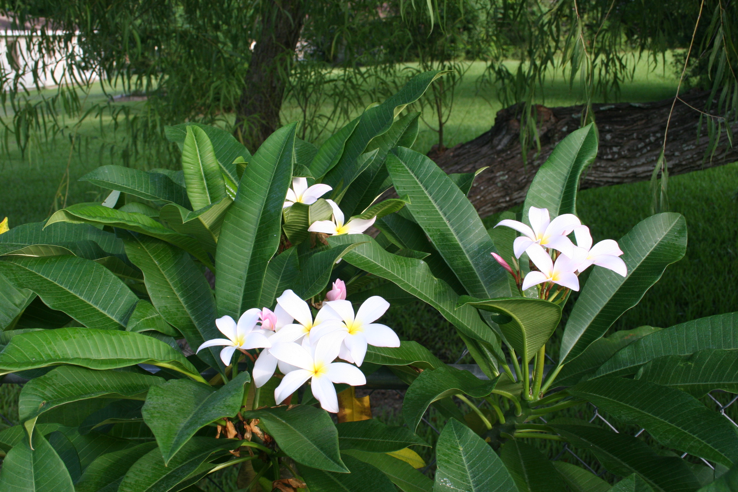 Symphony plumeria photo