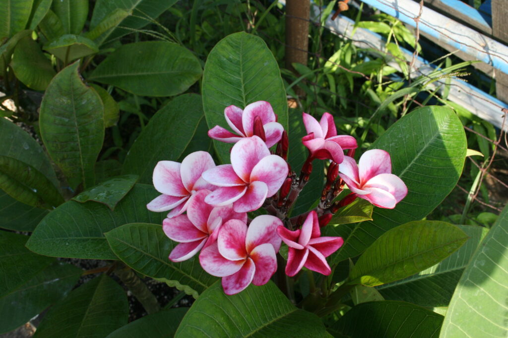 Elsie plumeria photo