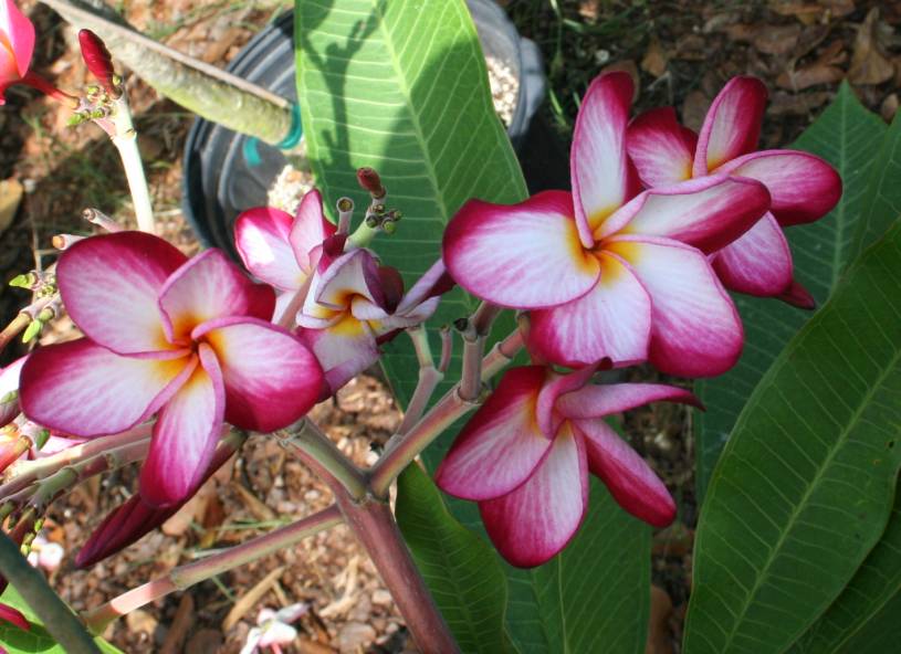 Donna S plumeria photo