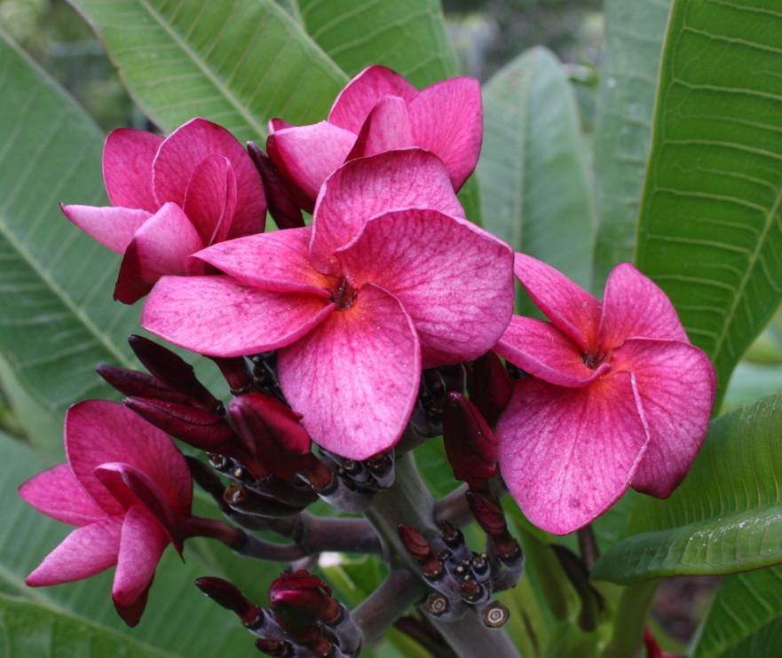 Grapette plumeria photo