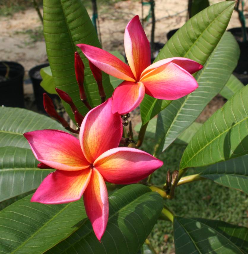 Jean Moragne plumeria photo