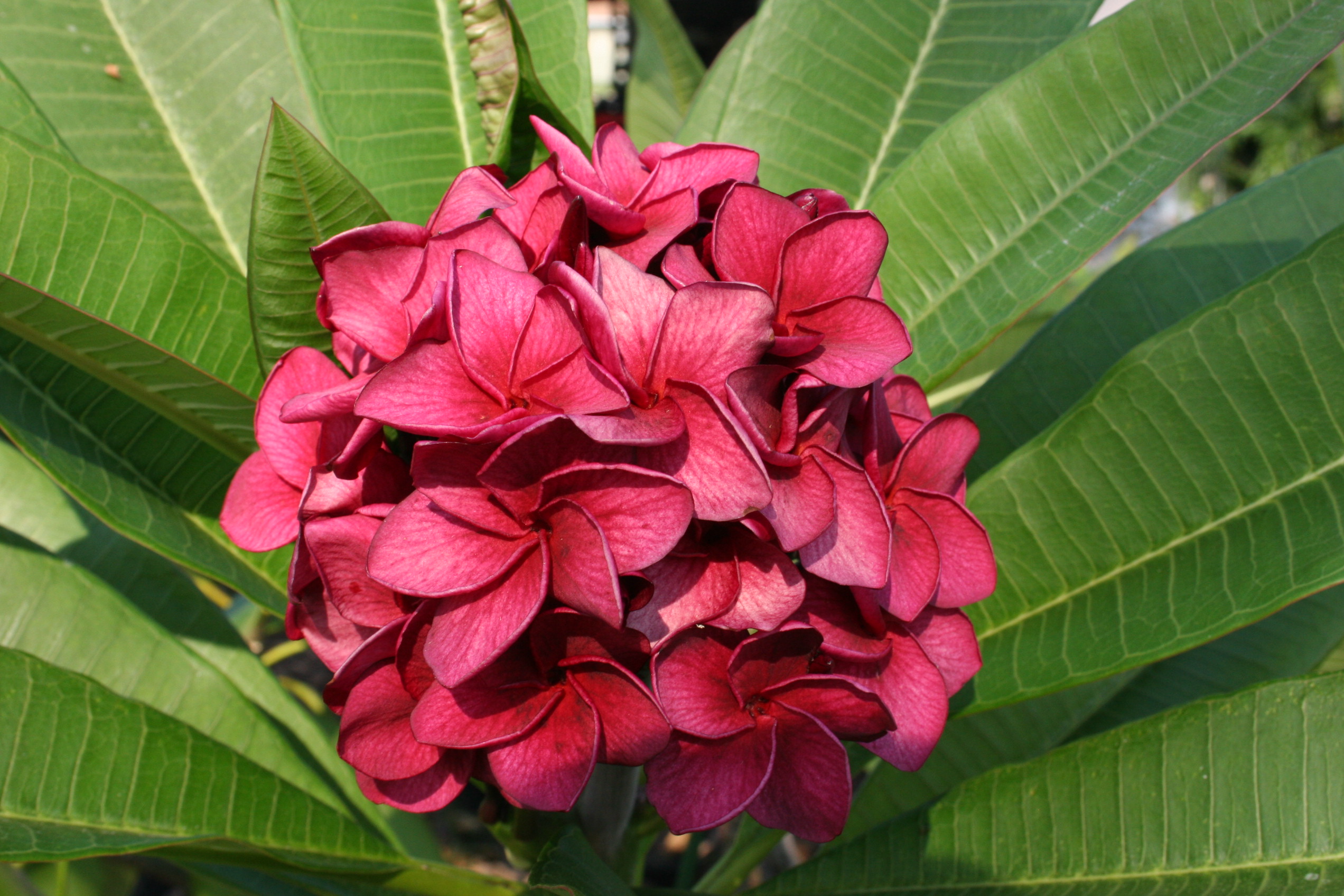 Grapette plumeria photo
