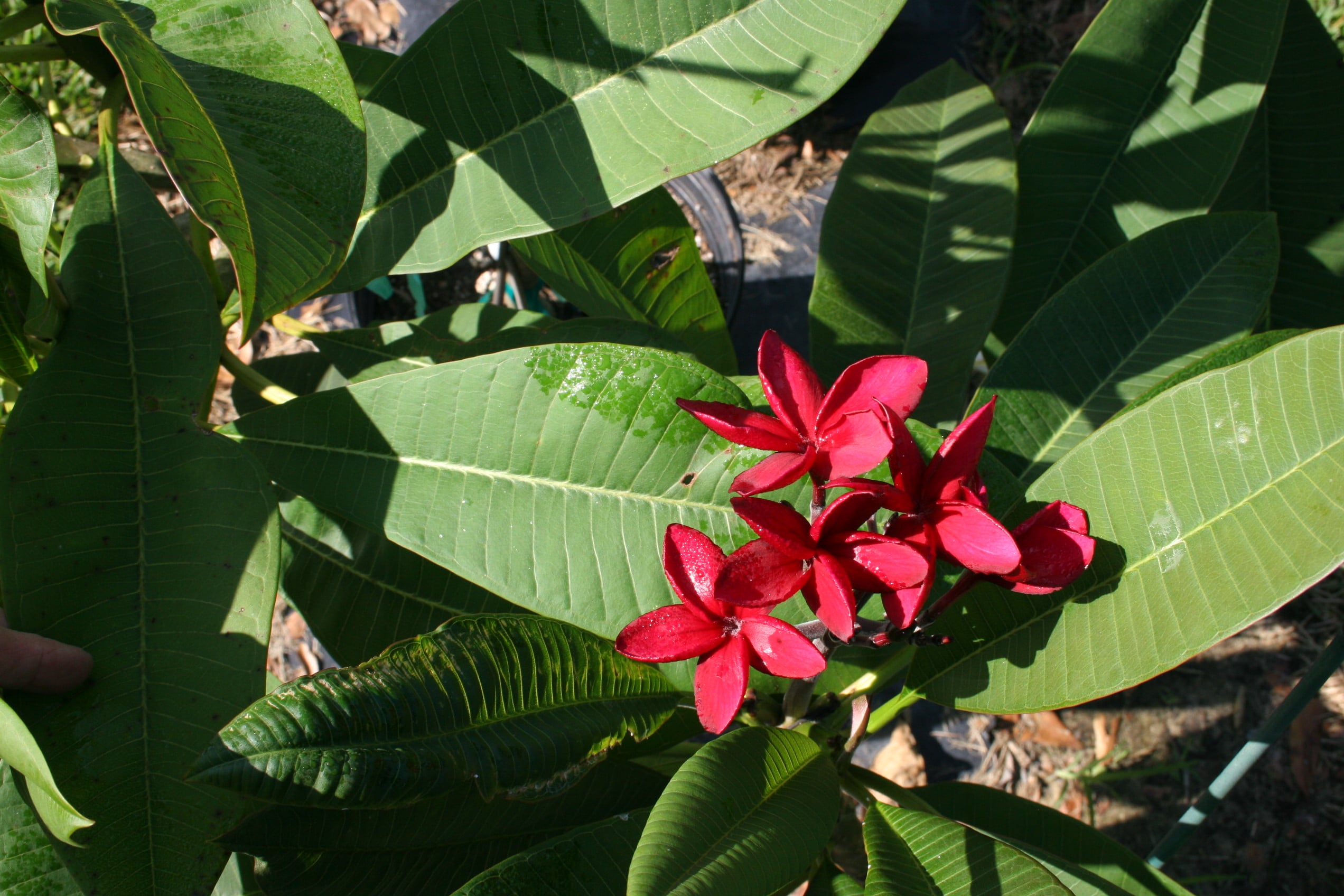 Black Tiger plumeria photo