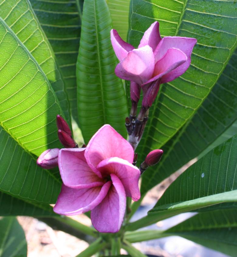 Purple Jack plumeria photo
