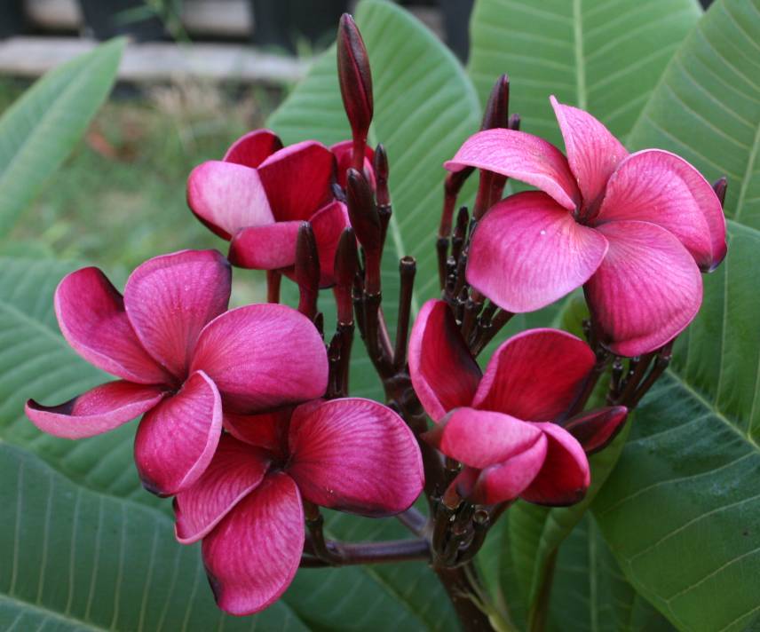 Black Tiger plumeria photo