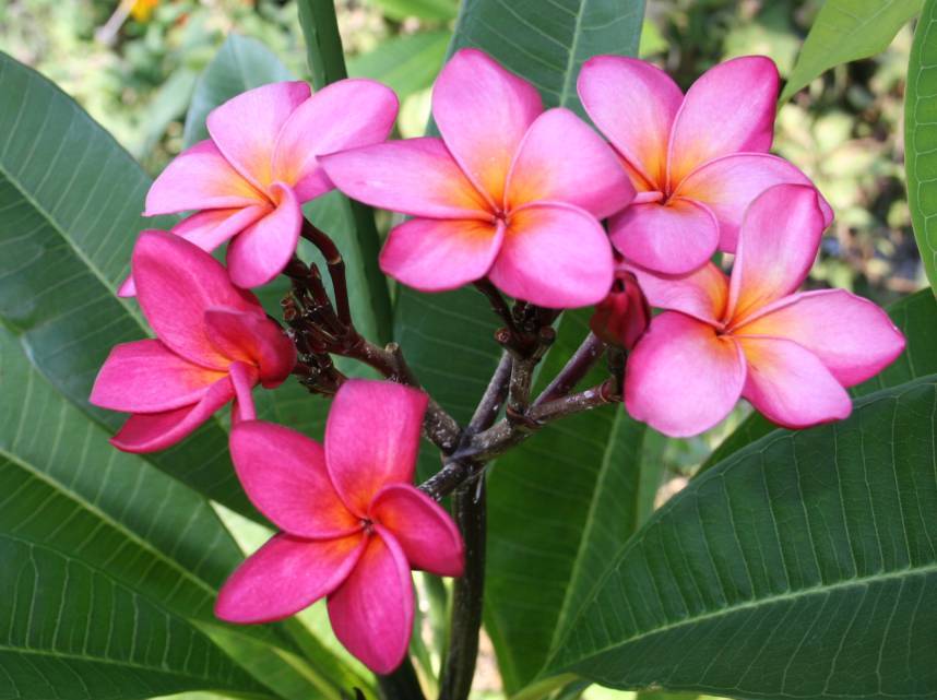 Duke plumeria photo