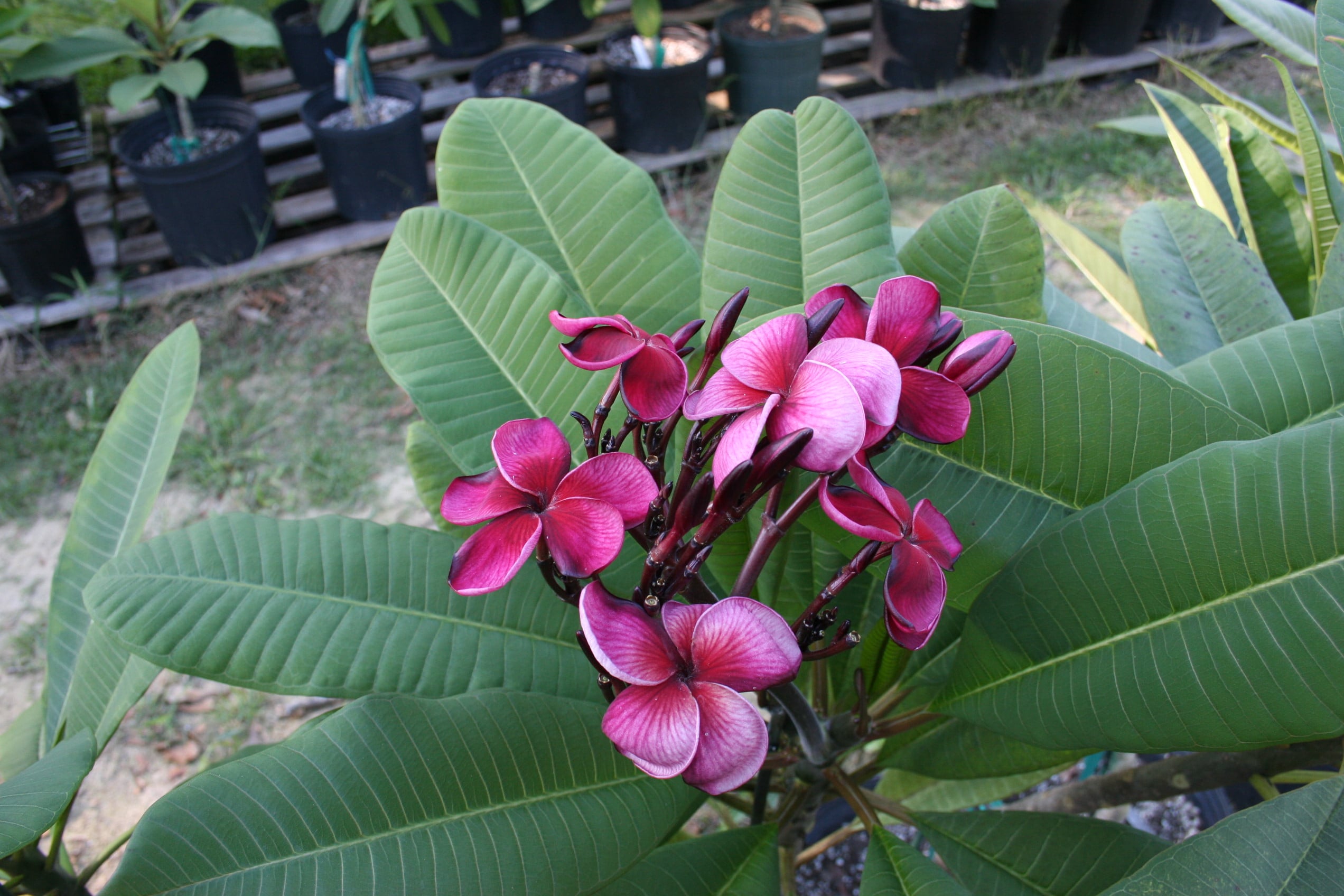 Black Tiger plumeria photo