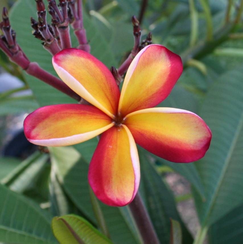 Intense Rainbow plumeria photo