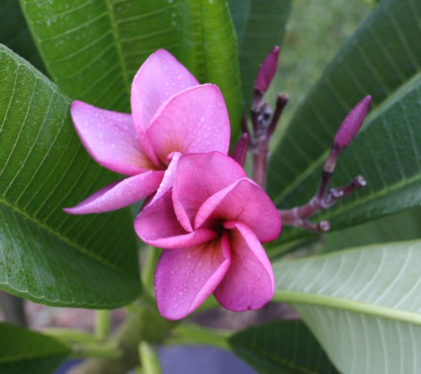 Purple Jack plumeria photo