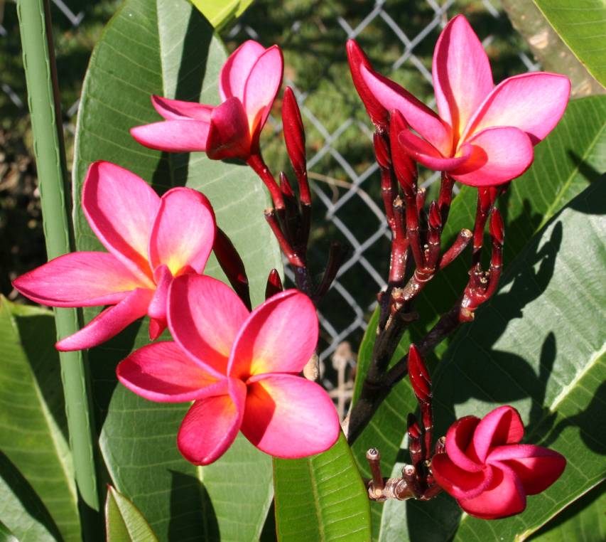 Duke plumeria photo