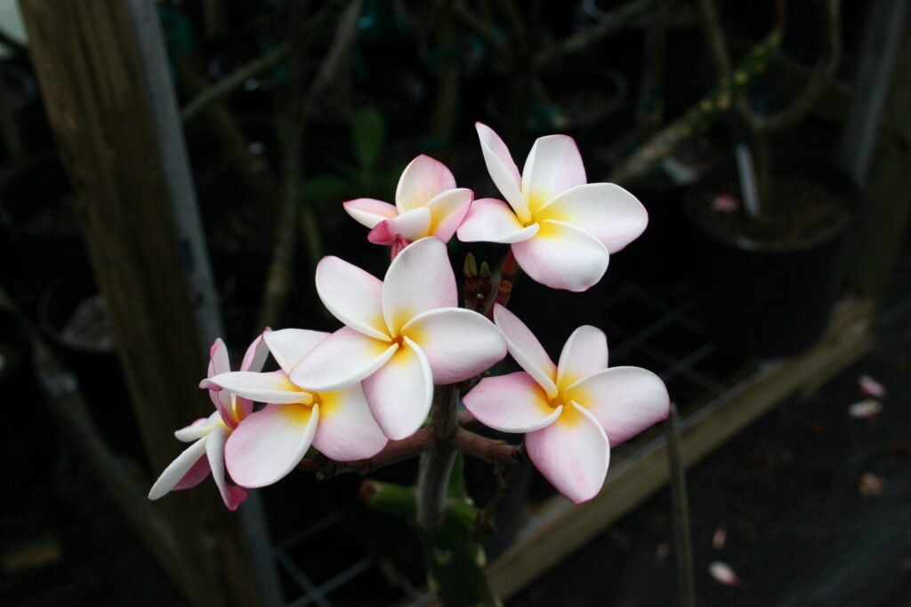 Carmen plumeria photo