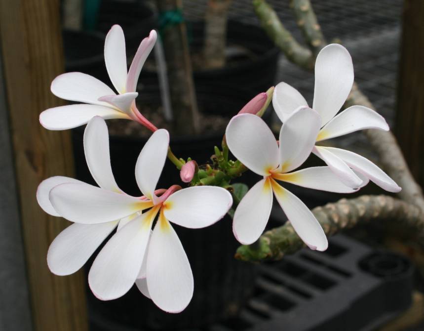 Dwarf Singapore Pink plumeria photo