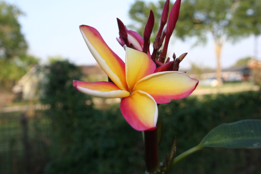Angus Gold plumeria photo