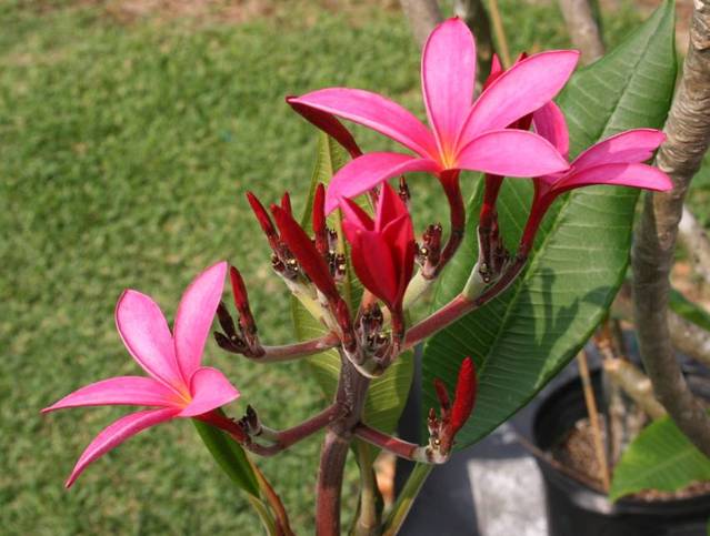 Japanese Lantern plumeria photo
