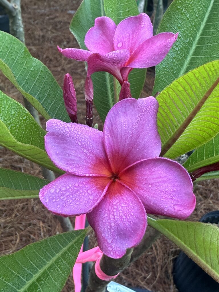 Purple Frenzy plumeria photo