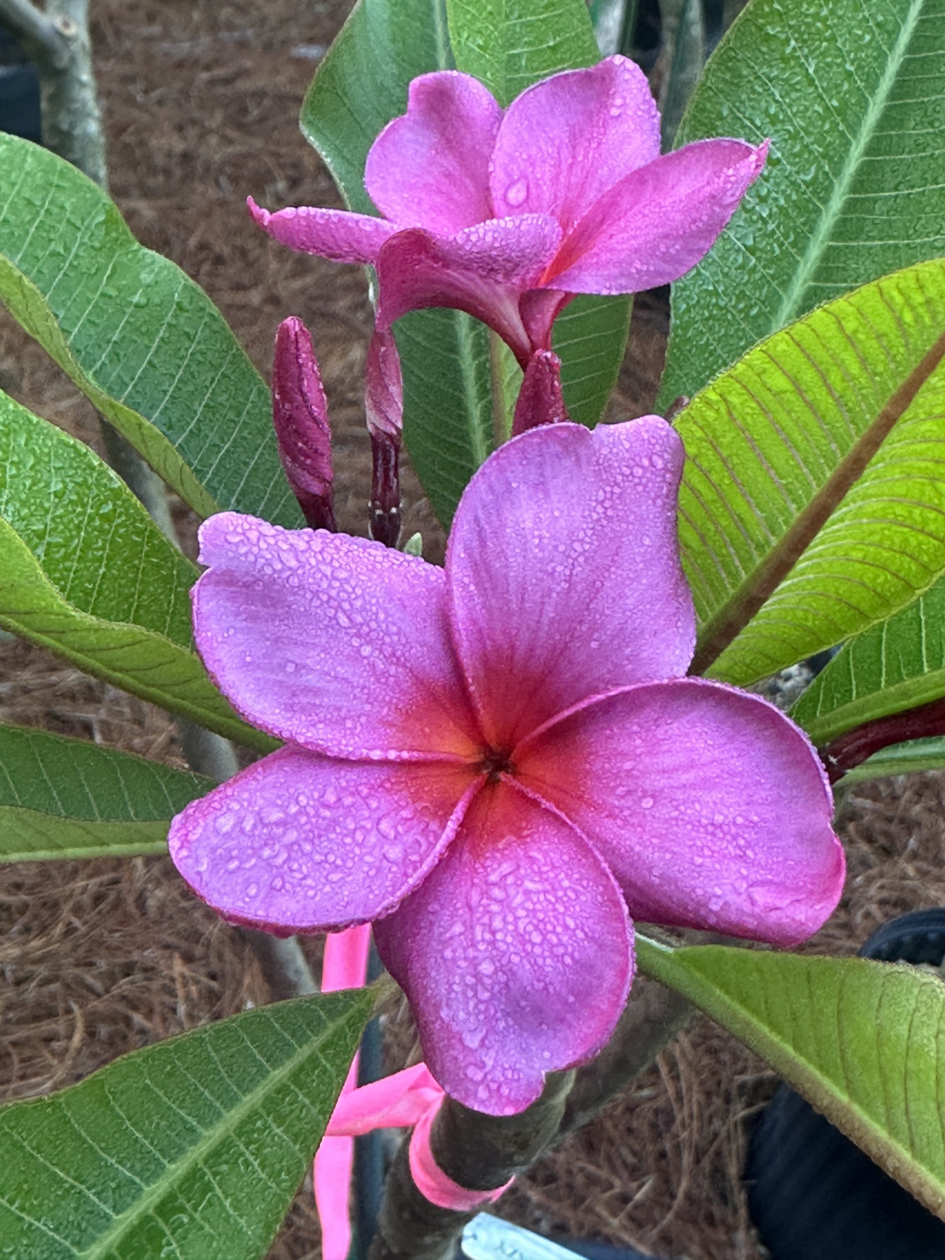 Purple Frenzy plumeria photo