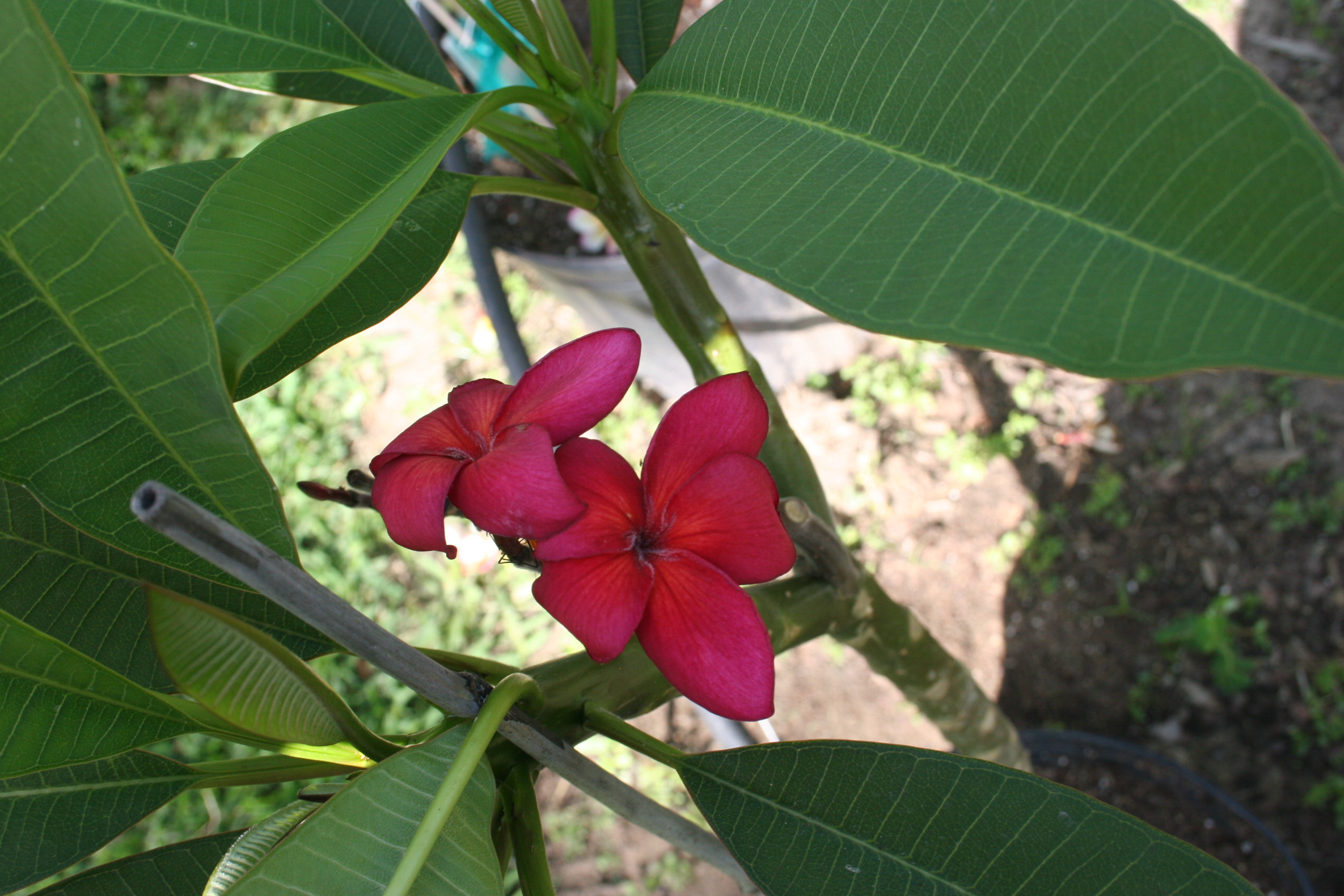 Irma Bryan plumeria photo