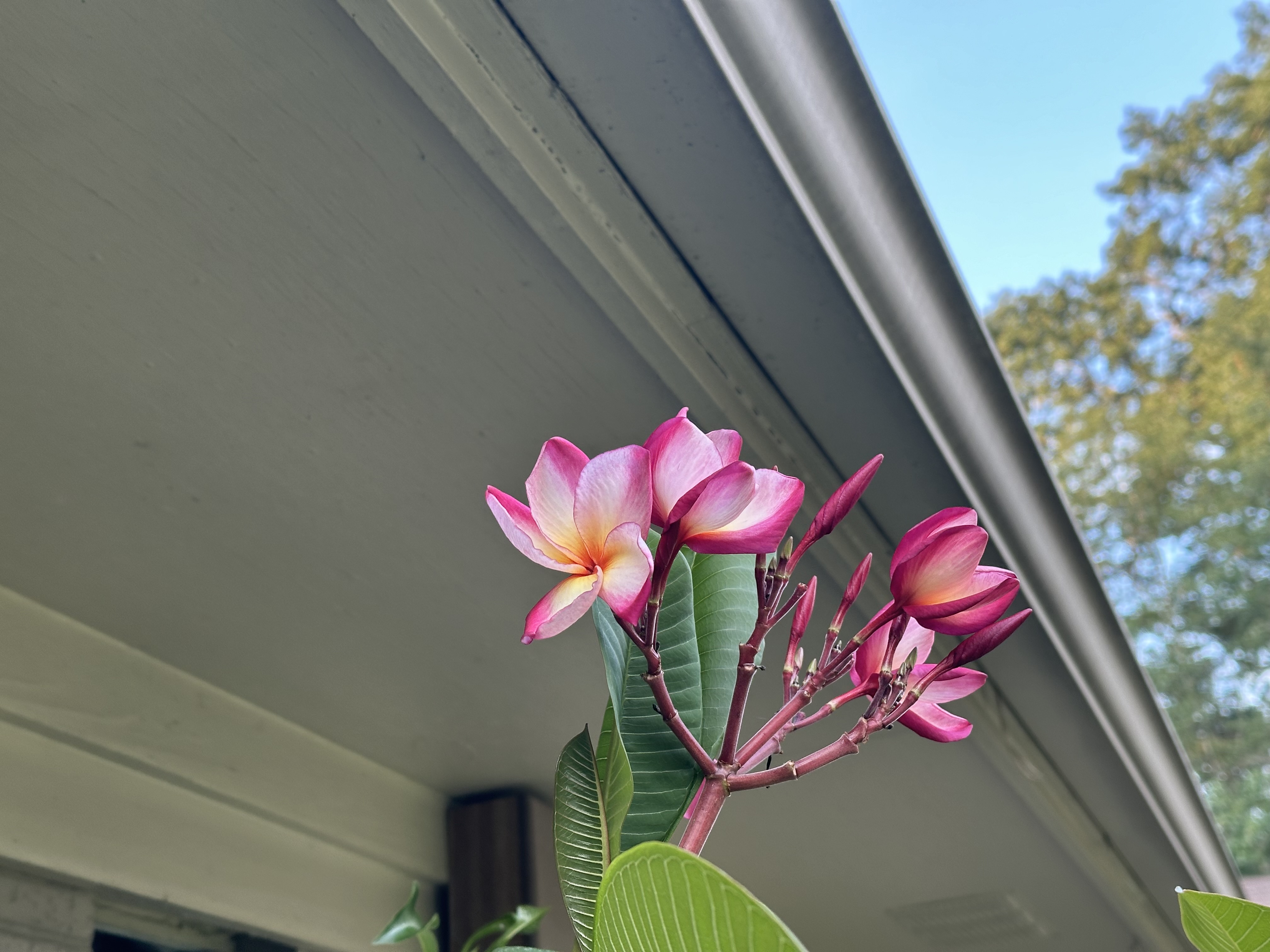 Lord Byron plumeria photo