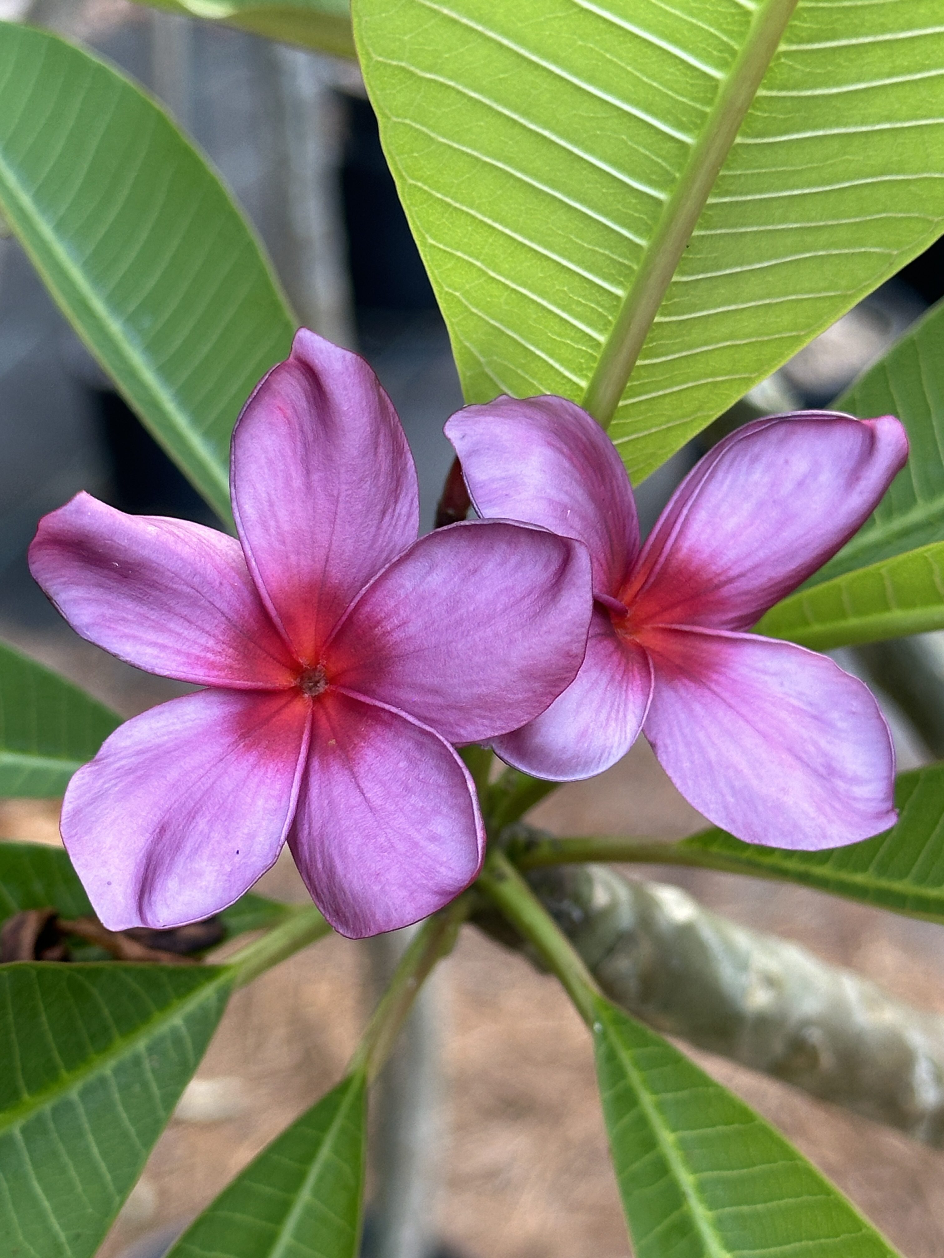 Purple Frenzy plumeria photo