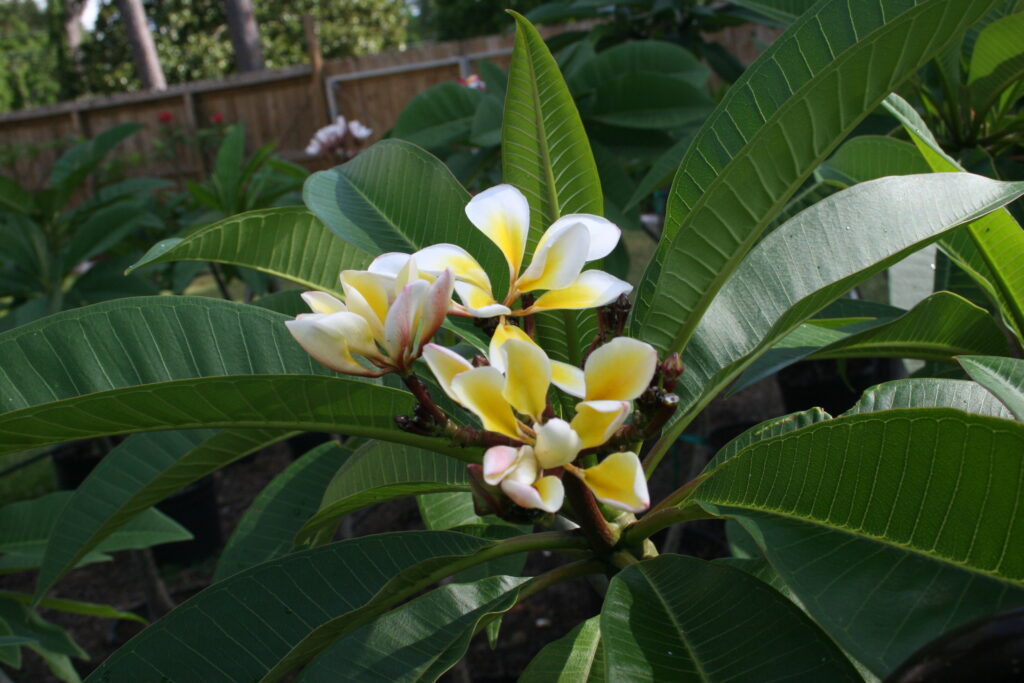 Bali Whirl plumeria photo