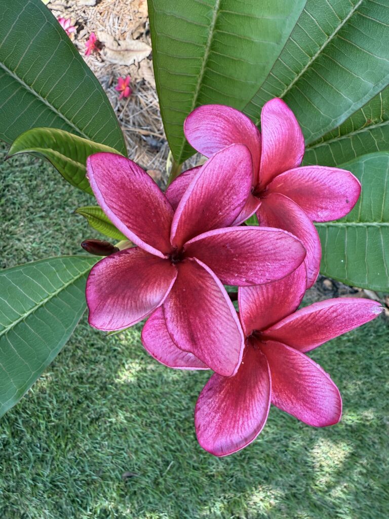 Bellamissimo plumeria photo