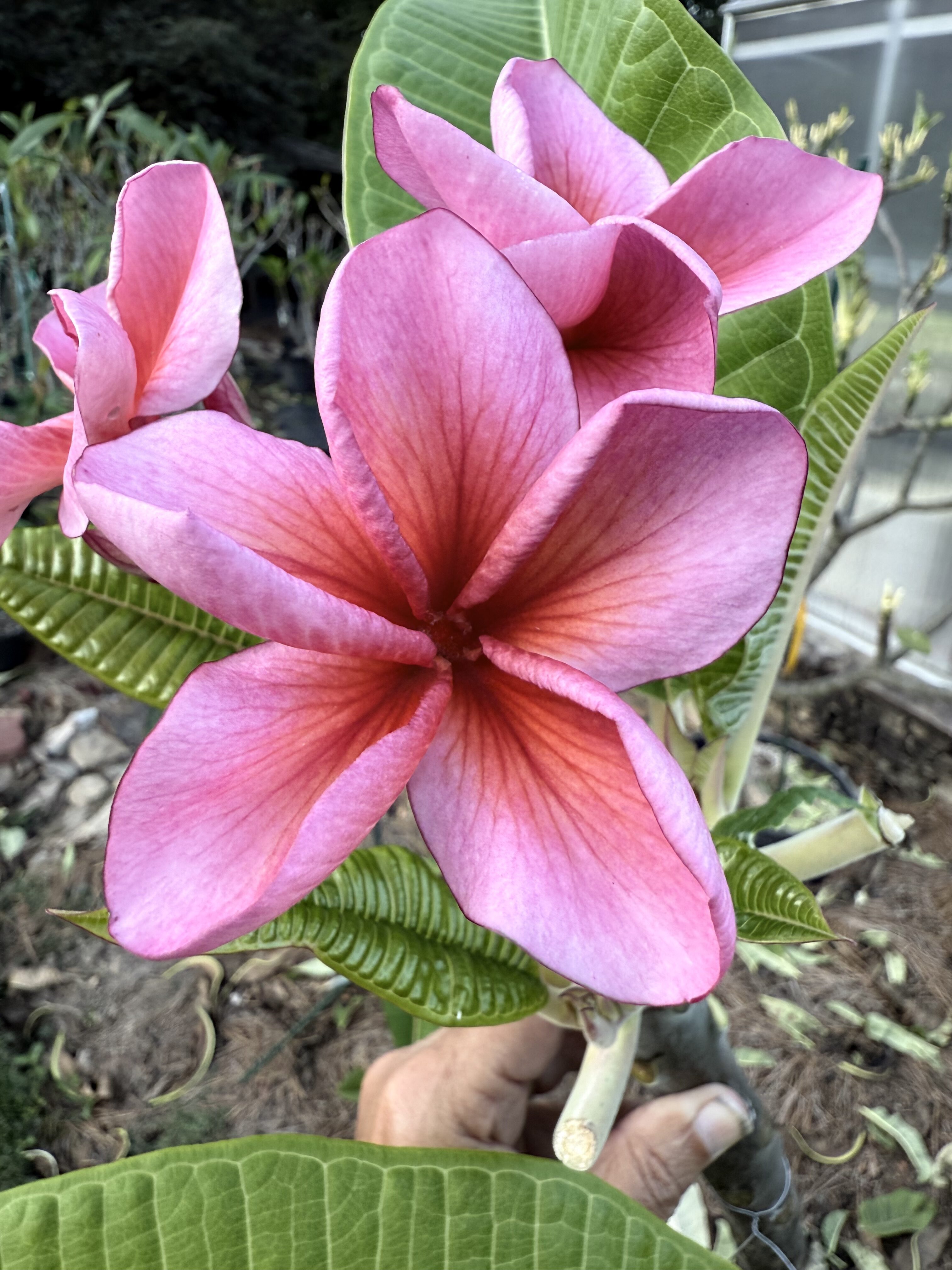 Charisma plumeria photo