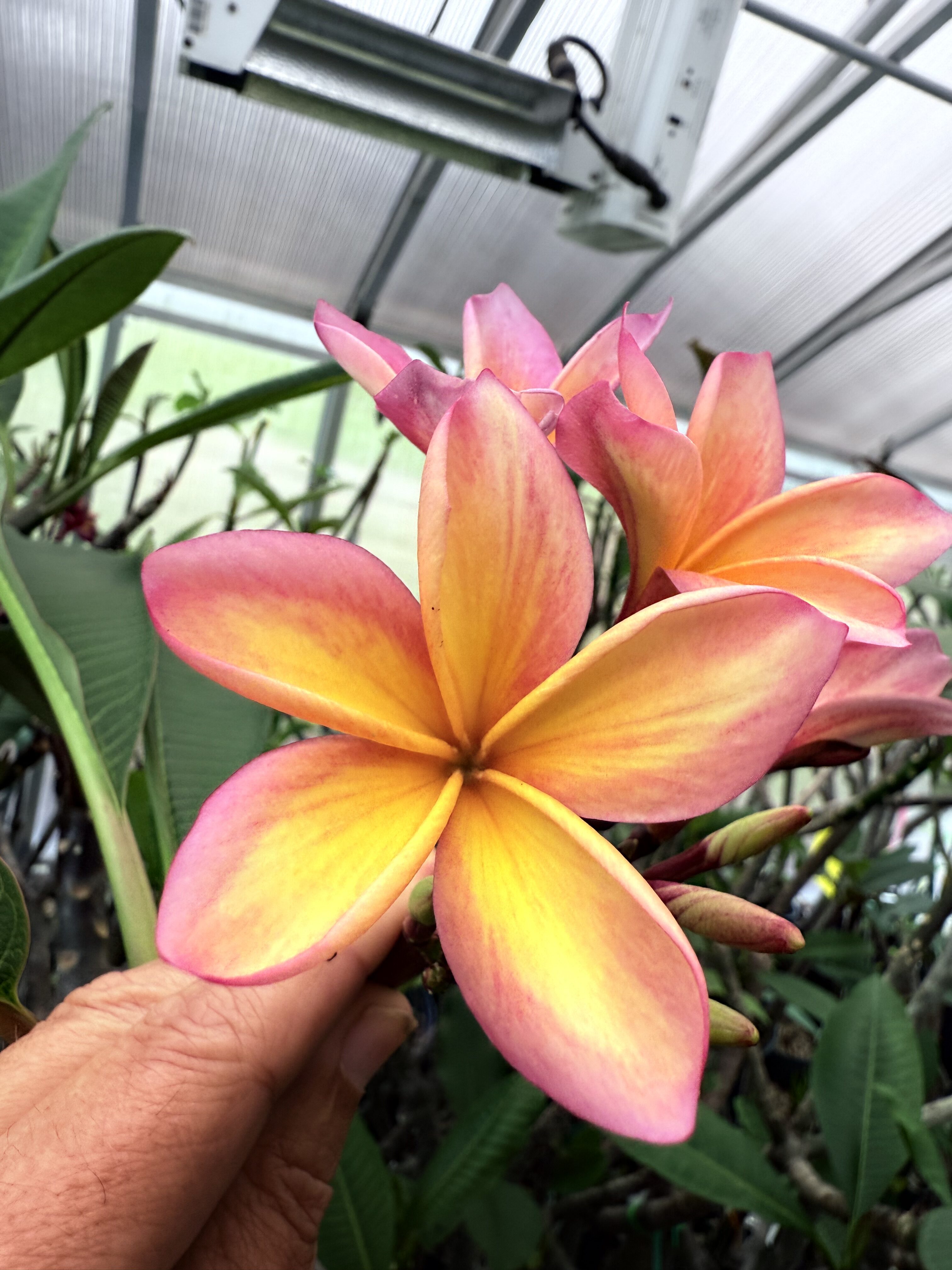 Summer Glow plumeria photo