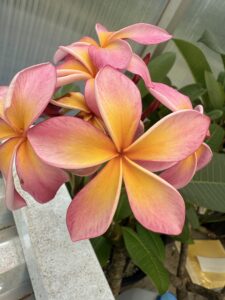Midas Touch plumeria