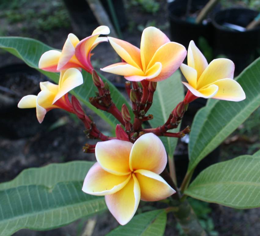 Hawaiian Rose plumeria photo