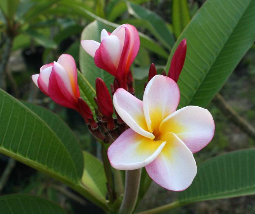 Carmen plumeria photo