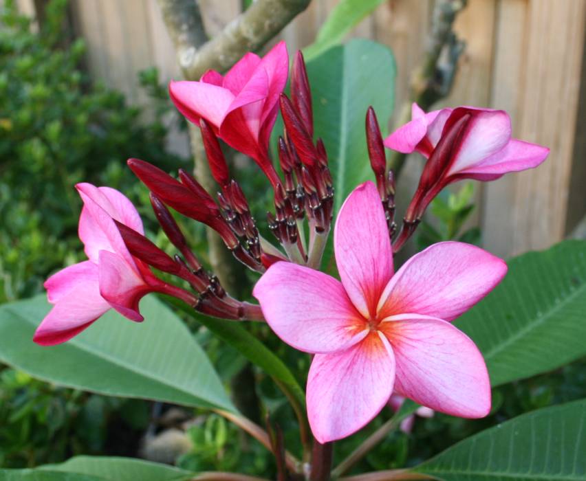Grove Farm plumeria photo