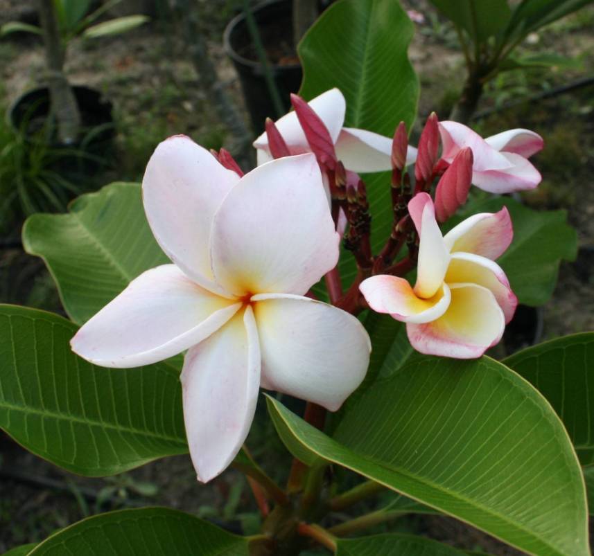 Daisy Wilcox plumeria photo