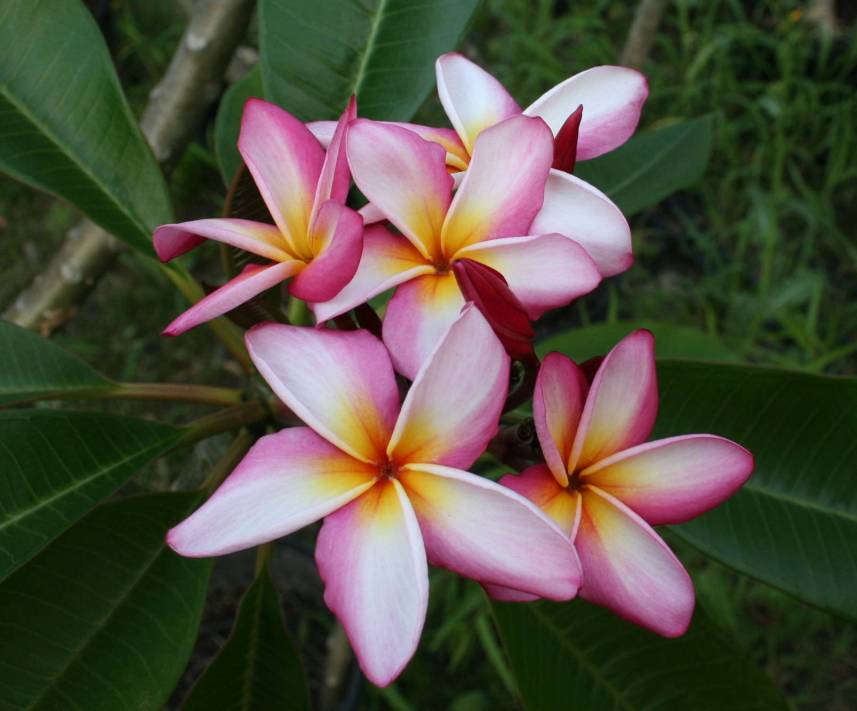 Gulfstream plumeria photo