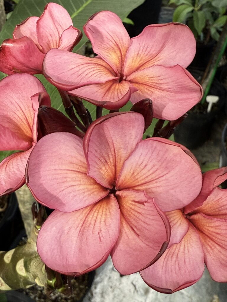 Cherry Bomb plumeria photo