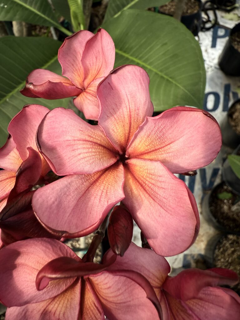 Cherry Bomb plumeria photo