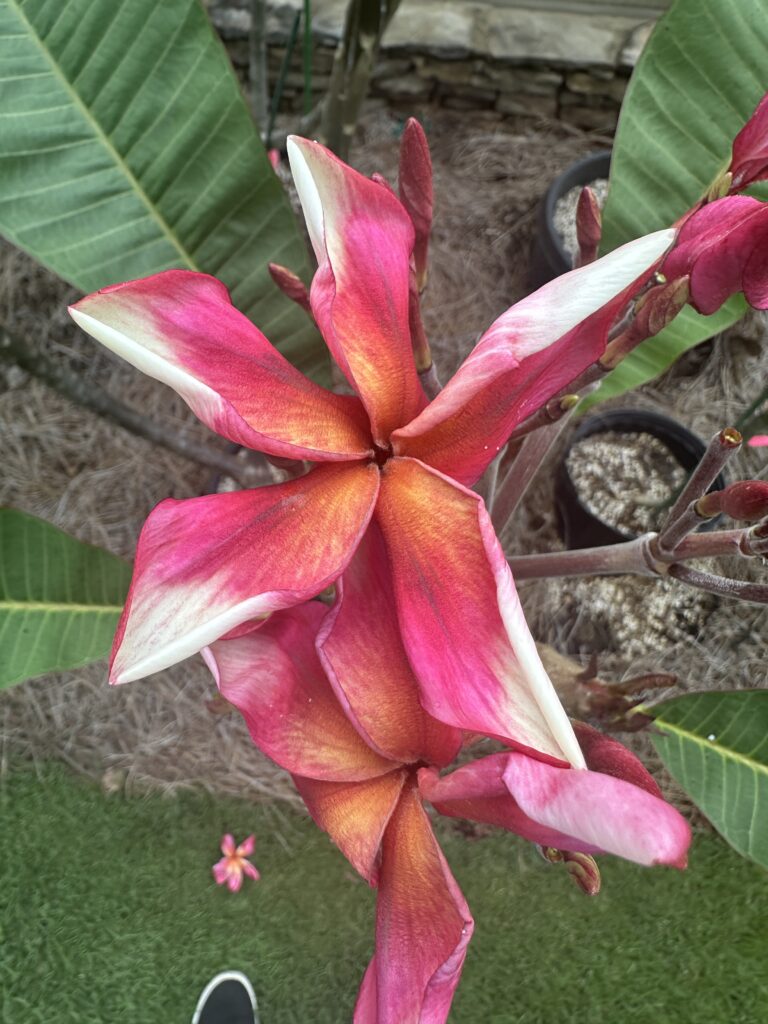 Keepsake plumeria photo