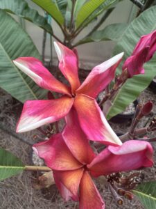 Keepsake plumeria