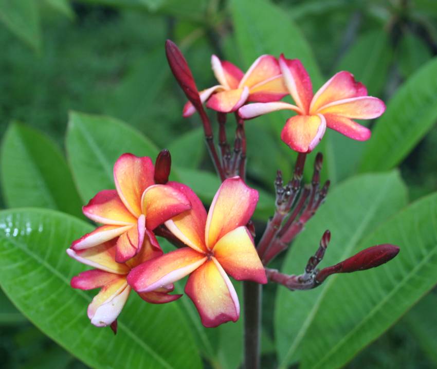 Intense Rainbow plumeria photo