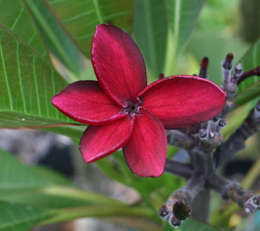 Irma Bryan plumeria photo