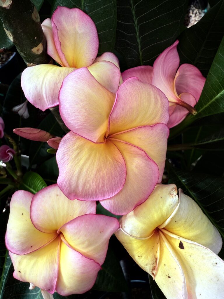 Mercy Me plumeria photo