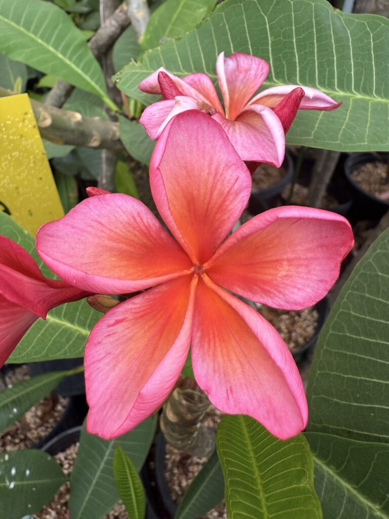Baby Diva plumeria photo