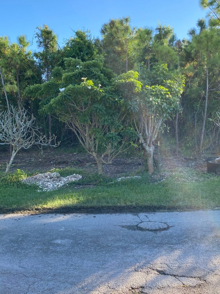 P. Pudica plumeria photo