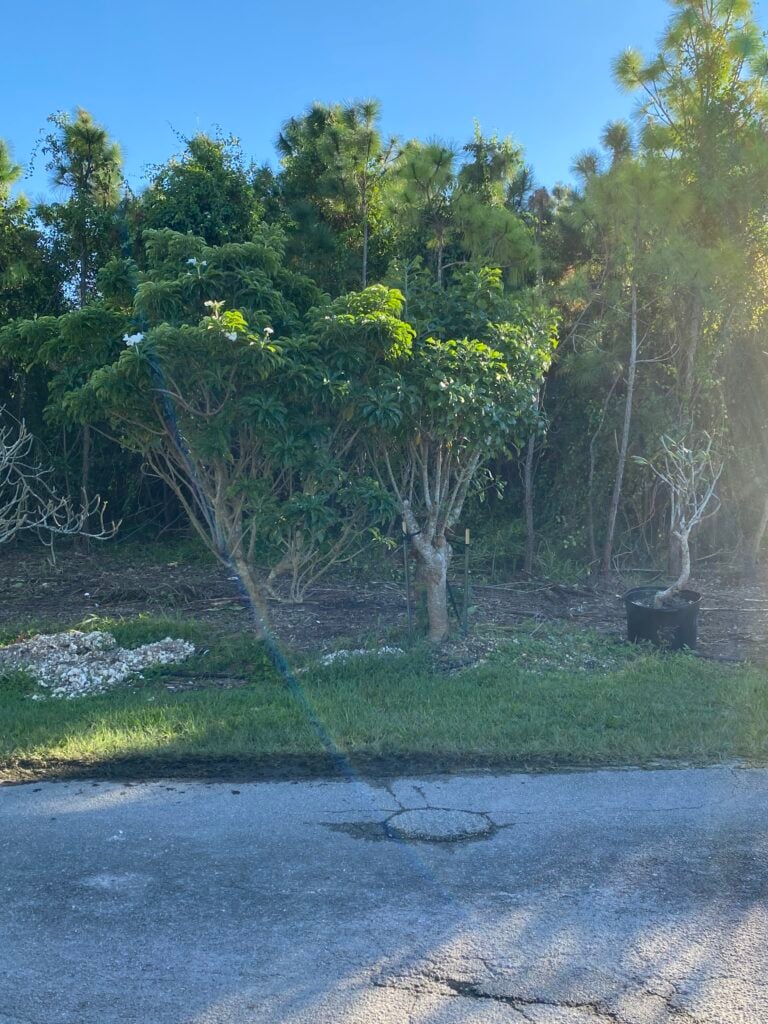 P. Pudica plumeria photo
