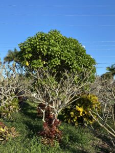 P. Pudica plumeria