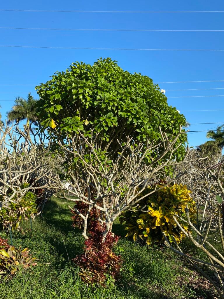 P. Pudica plumeria photo