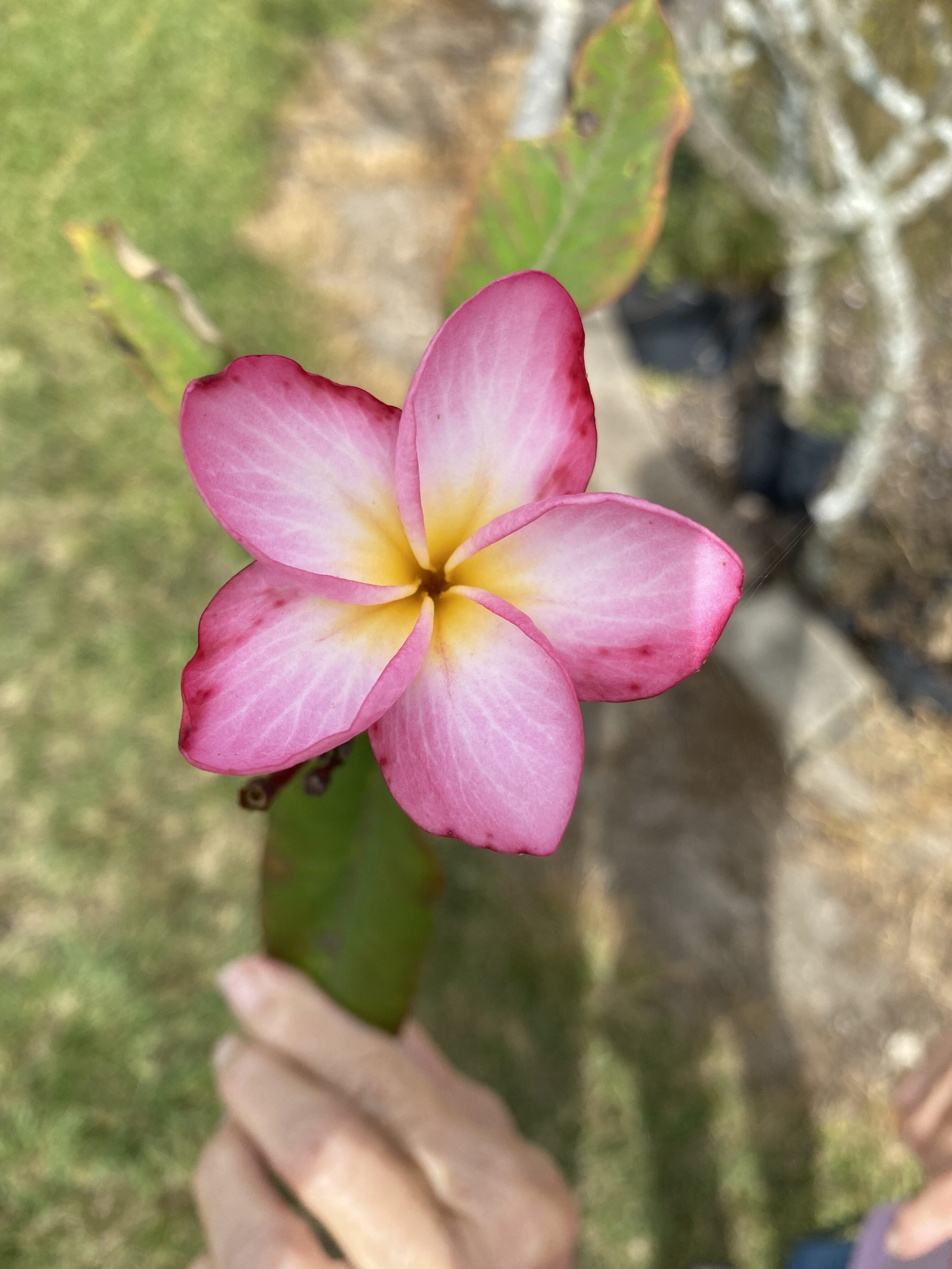 Gardena plumeria photo by Tex Norwood