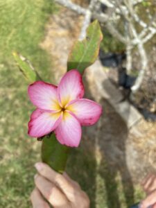 Gardena plumeria