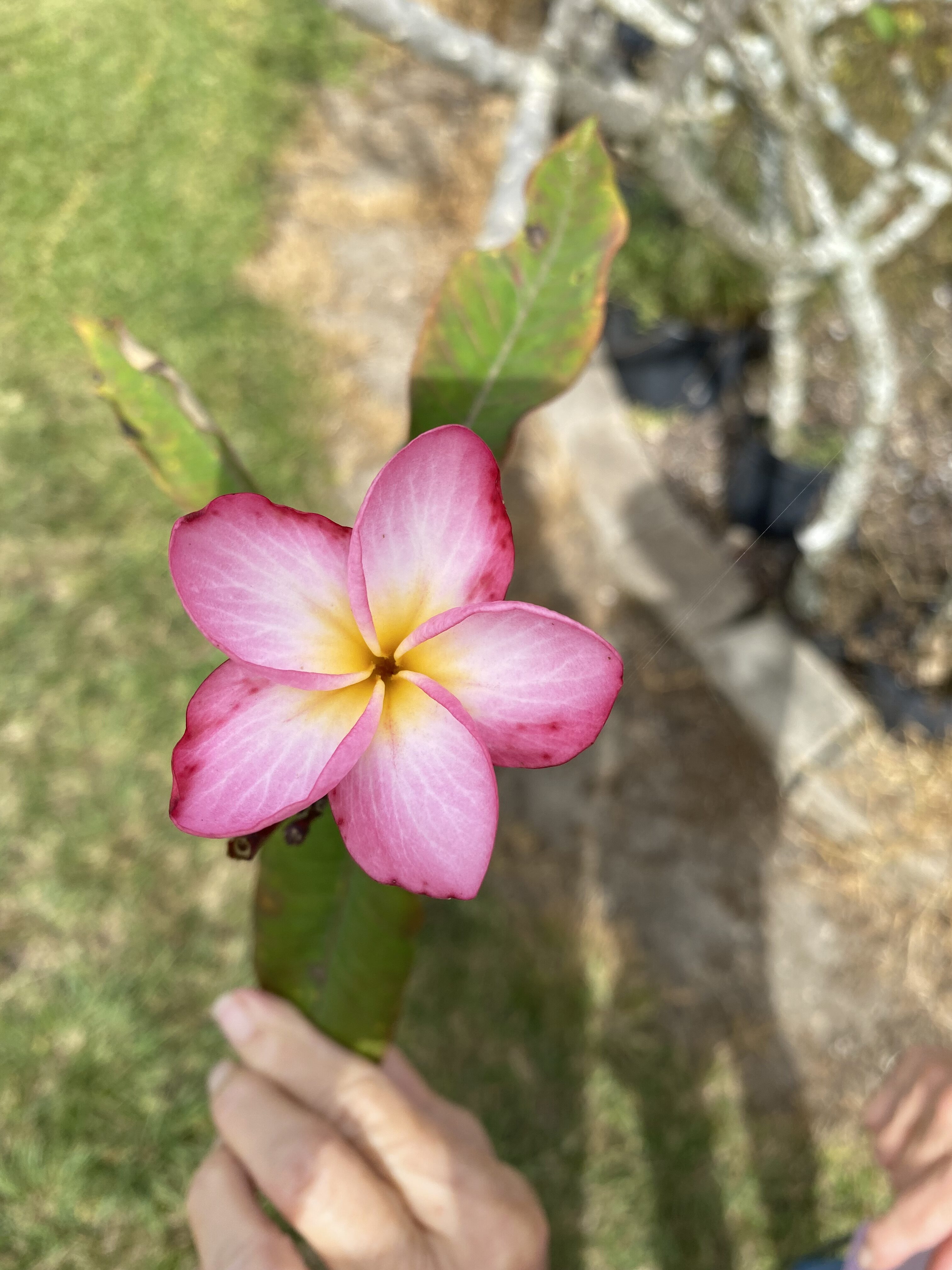 Gardena plumeria photo